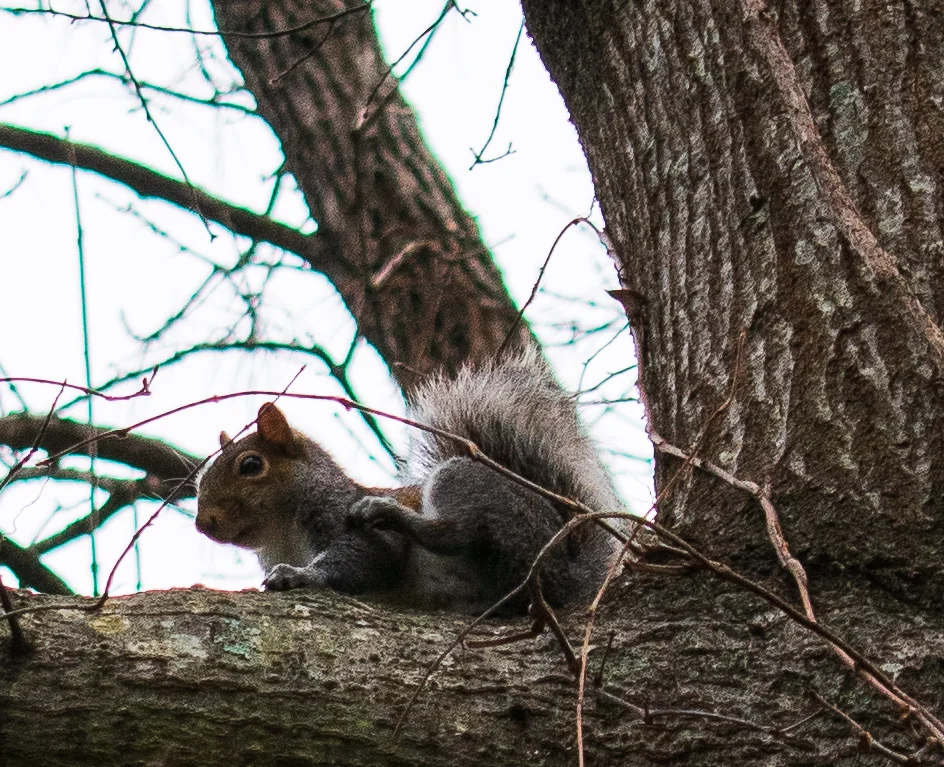 DSC_0078.jpg