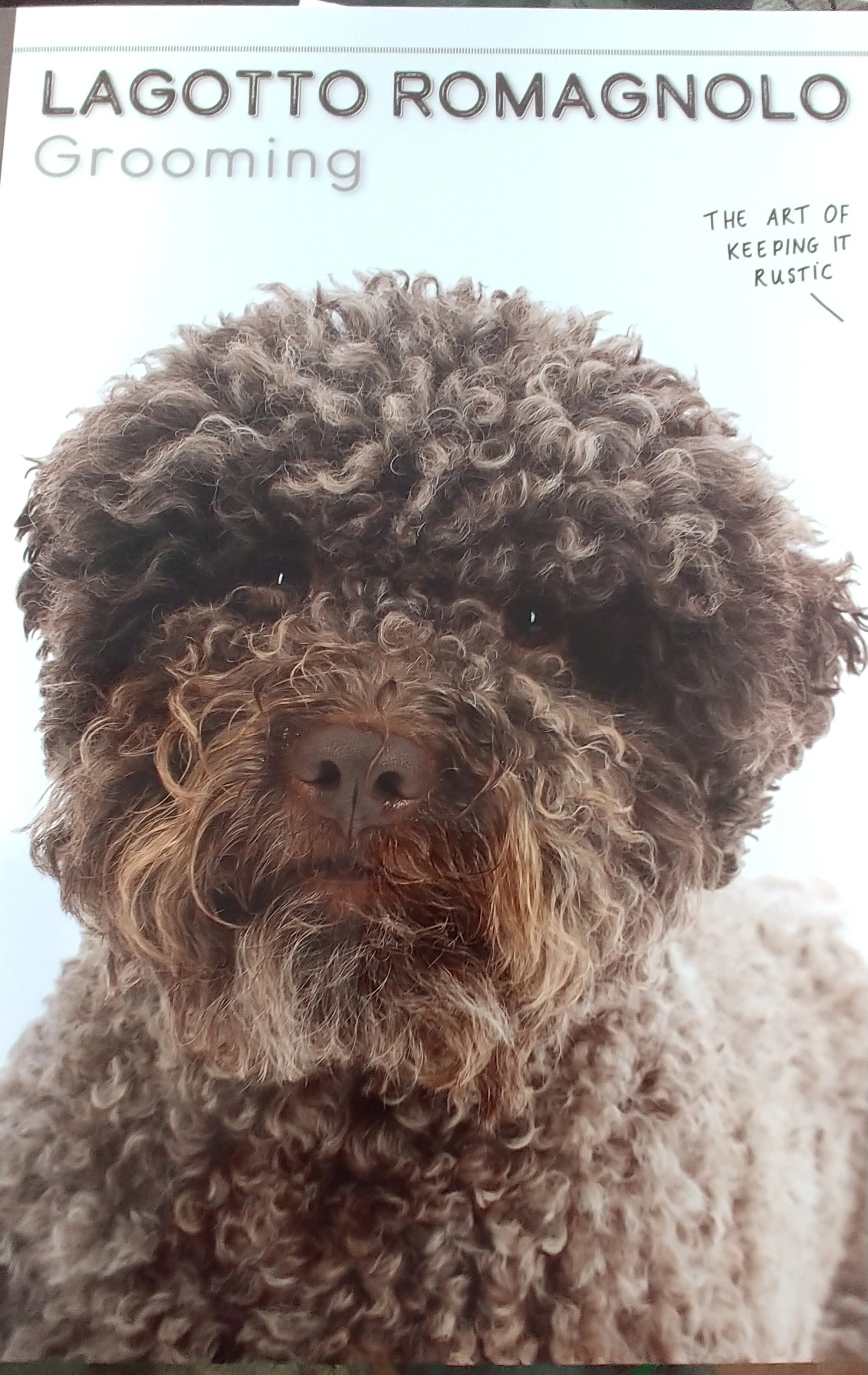 grooming a lagotto romagnolo