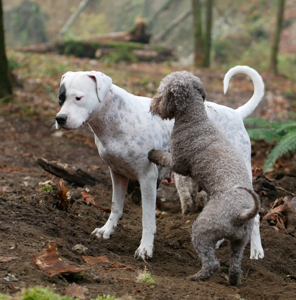 does-dogs-have-menstrual-cycle