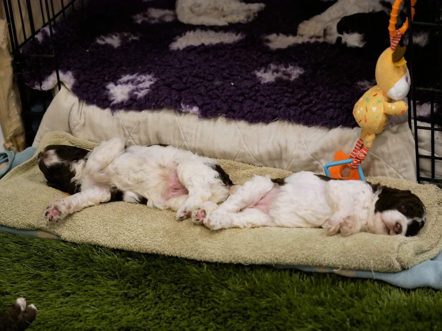 Image showcasing How Do You Assess A Puppys Personality