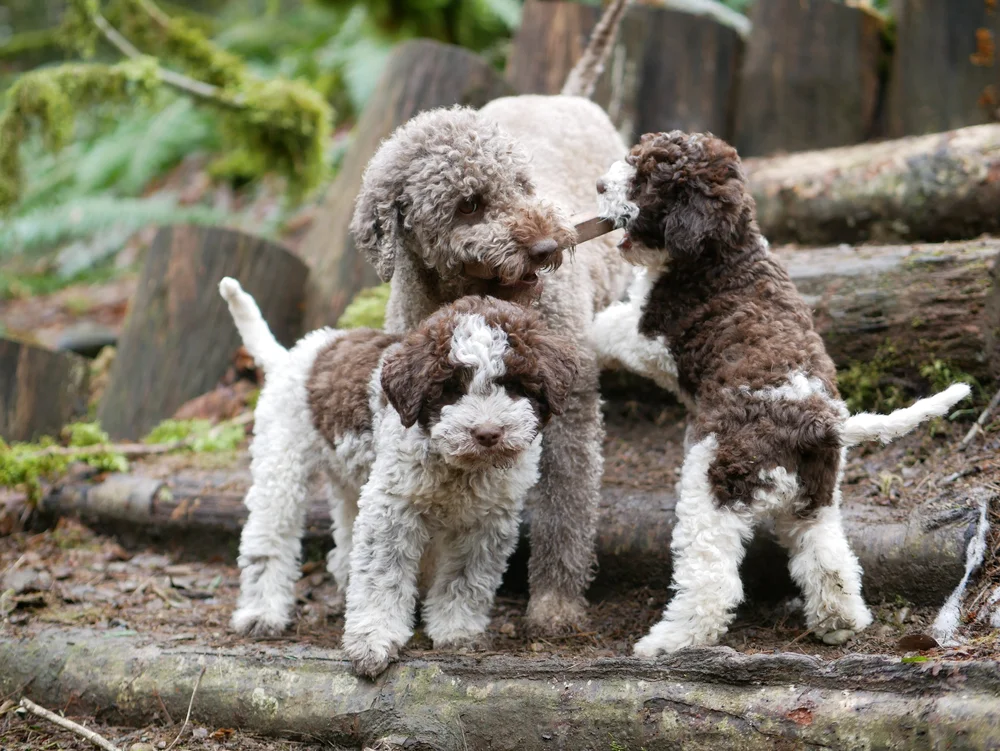 How Much Does A Lagotto Romagnolo Cost