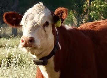 cow.png