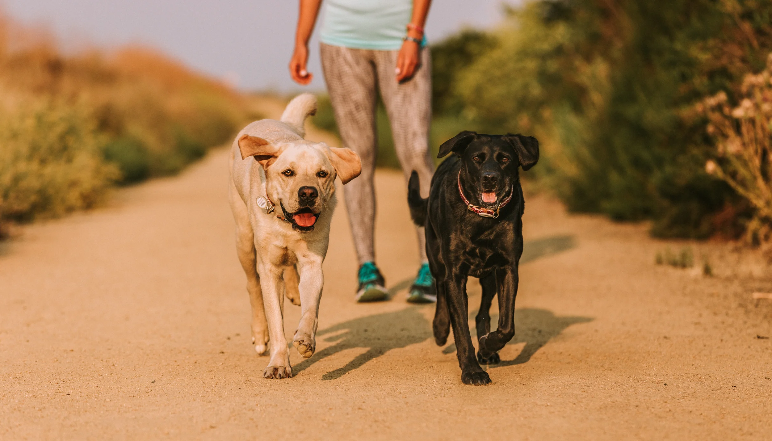 Business-coaching-for-dog-walkers.jpg