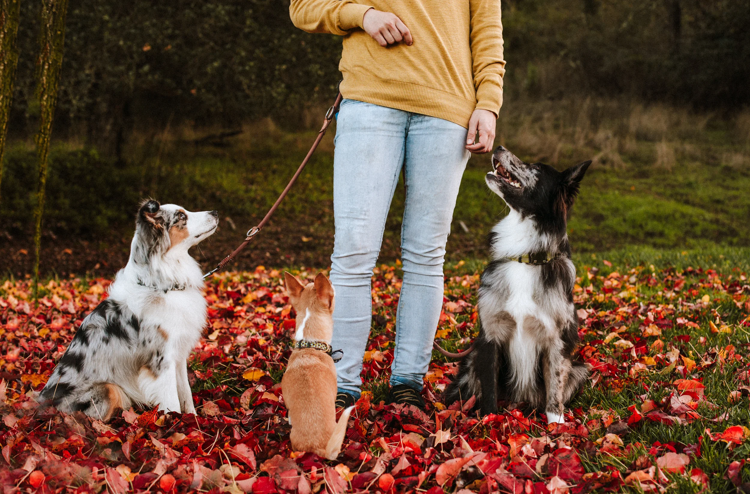 how-to-make-money-working-with-dogs.jpg