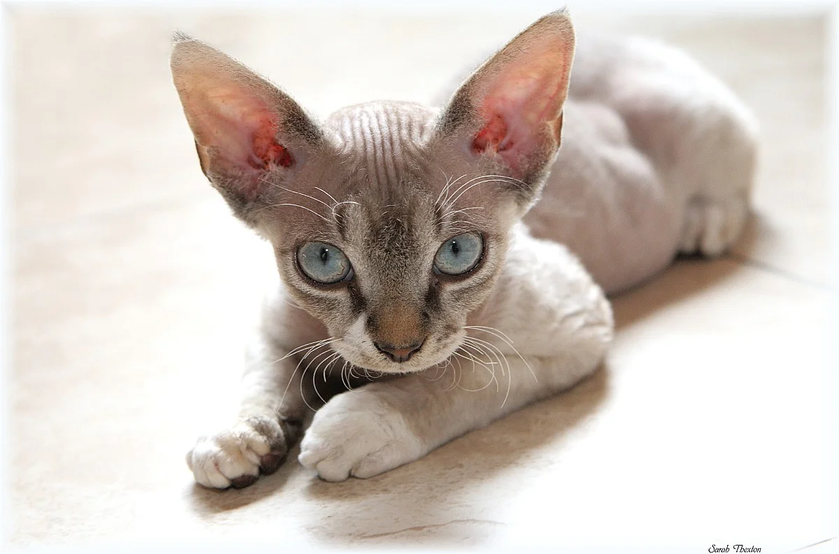 the devon rex