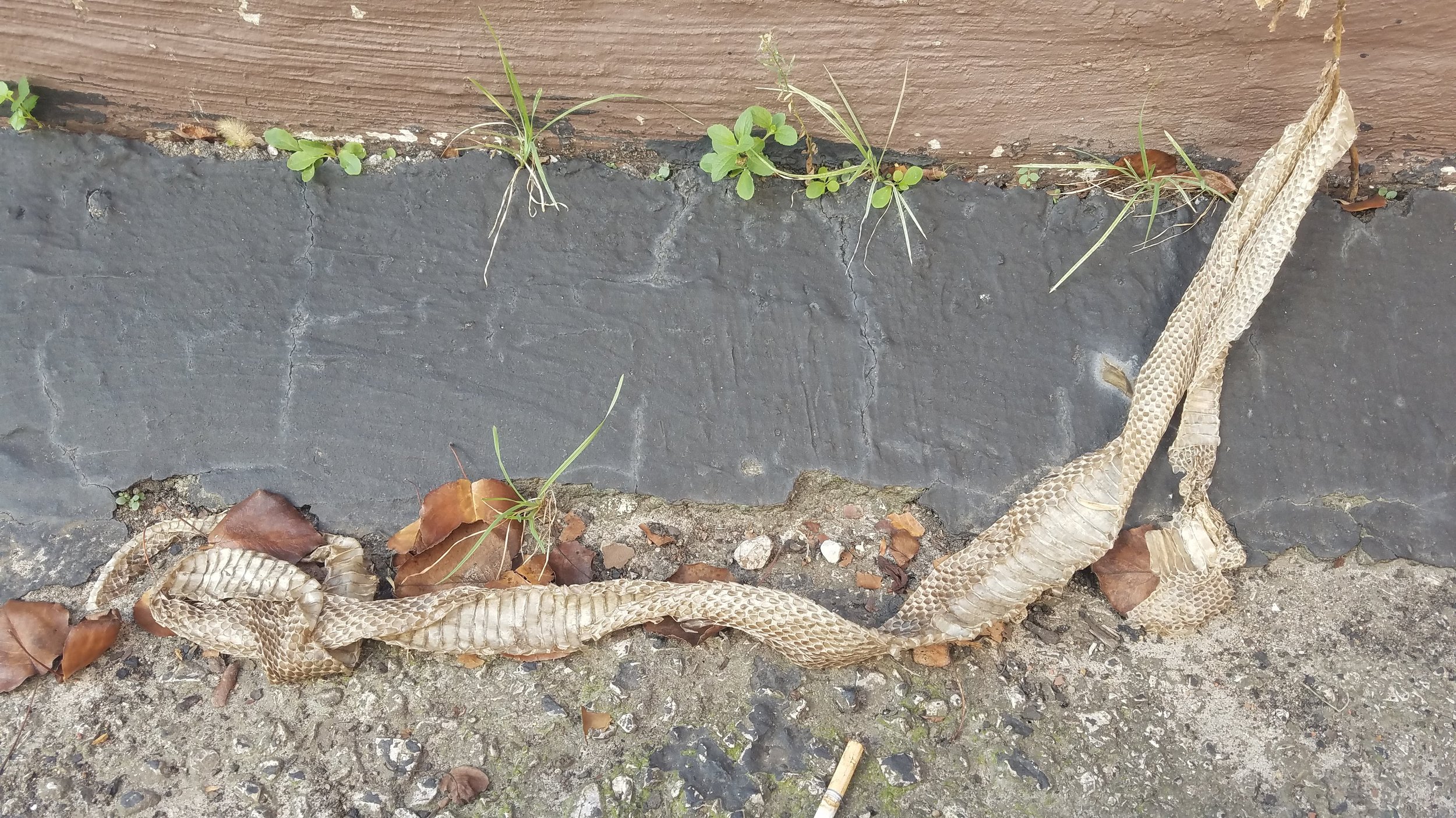 Snake Skin Found at the Wall