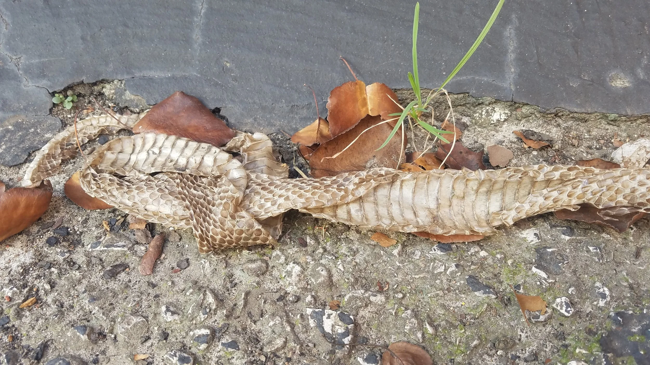 Snake Skin Found on Site