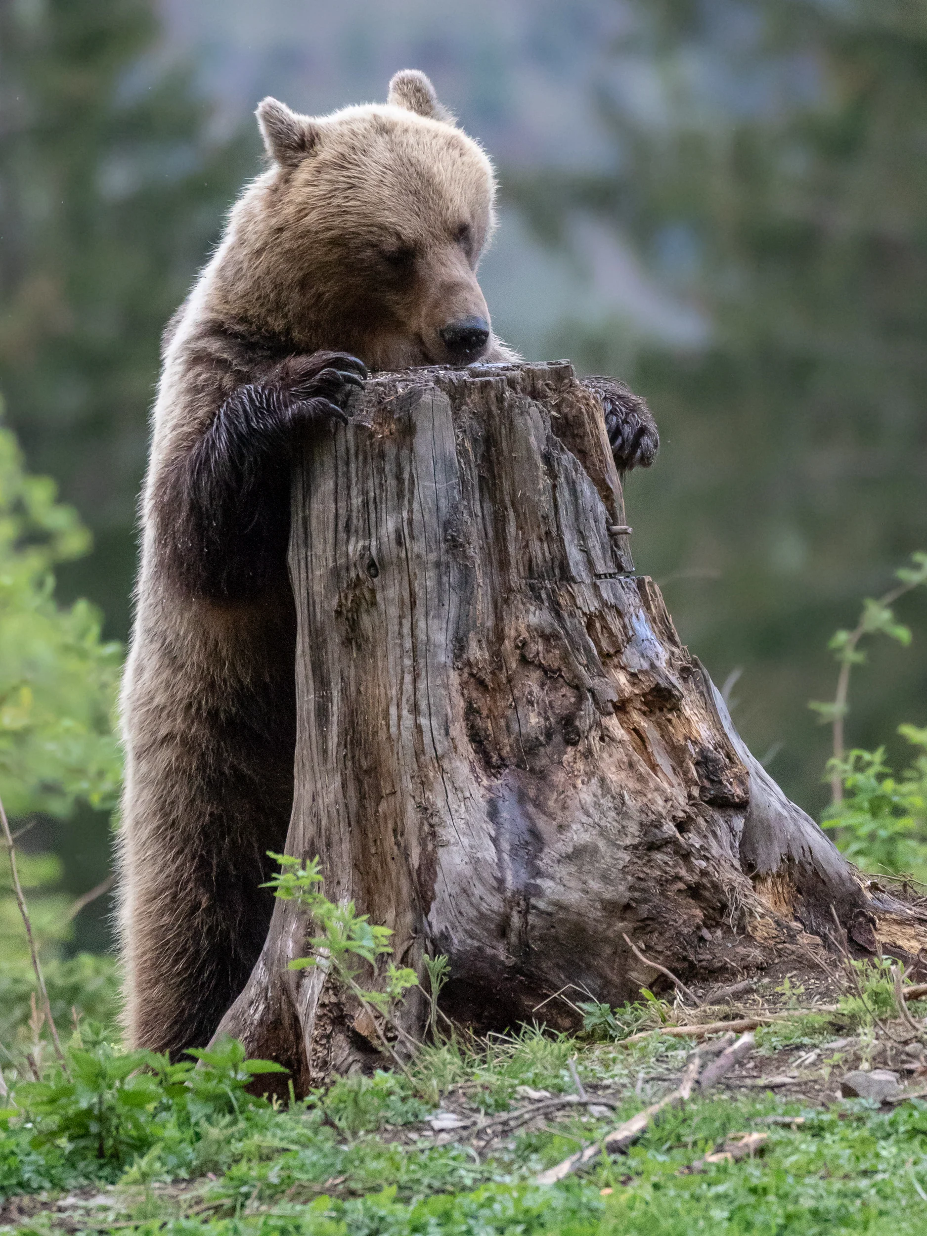 wild slovakian bear