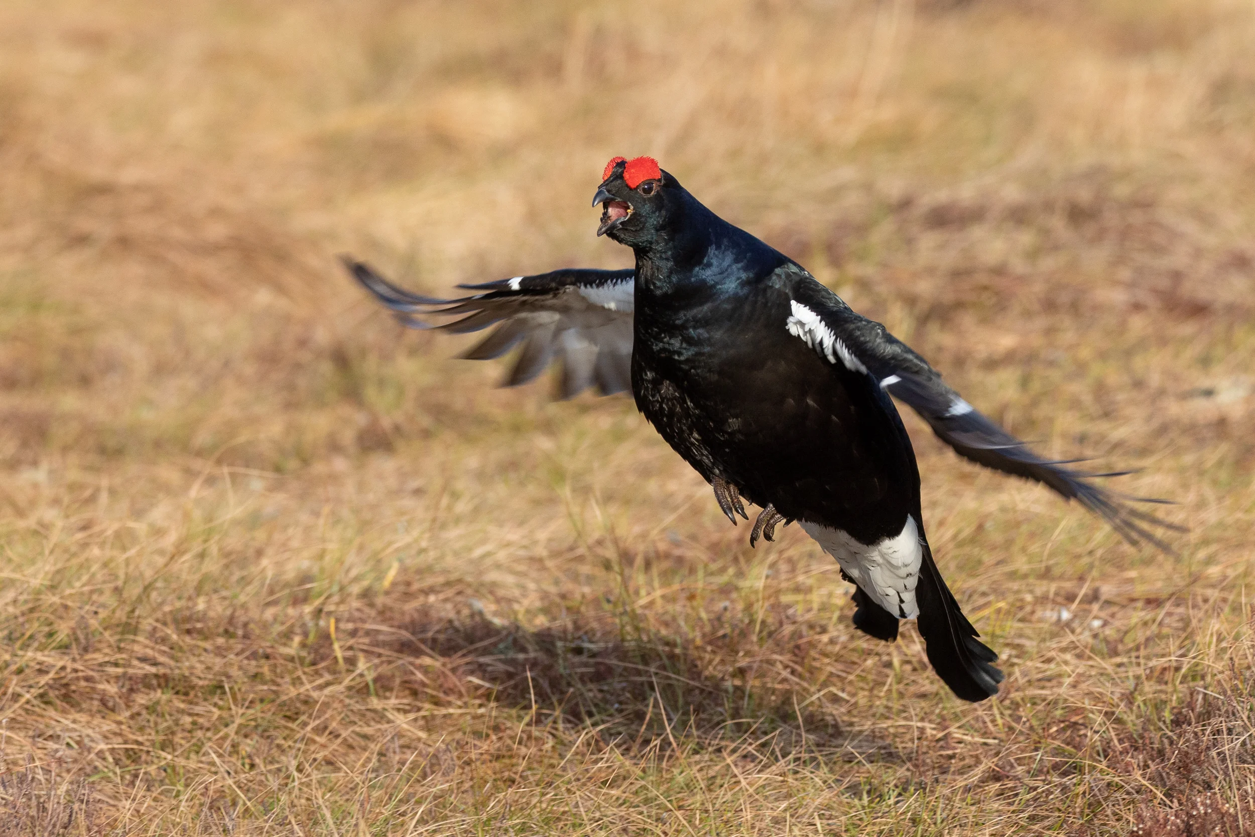 black grouse on the lek