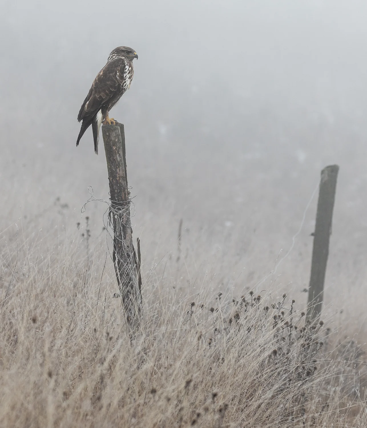 common buzzard, slovakia