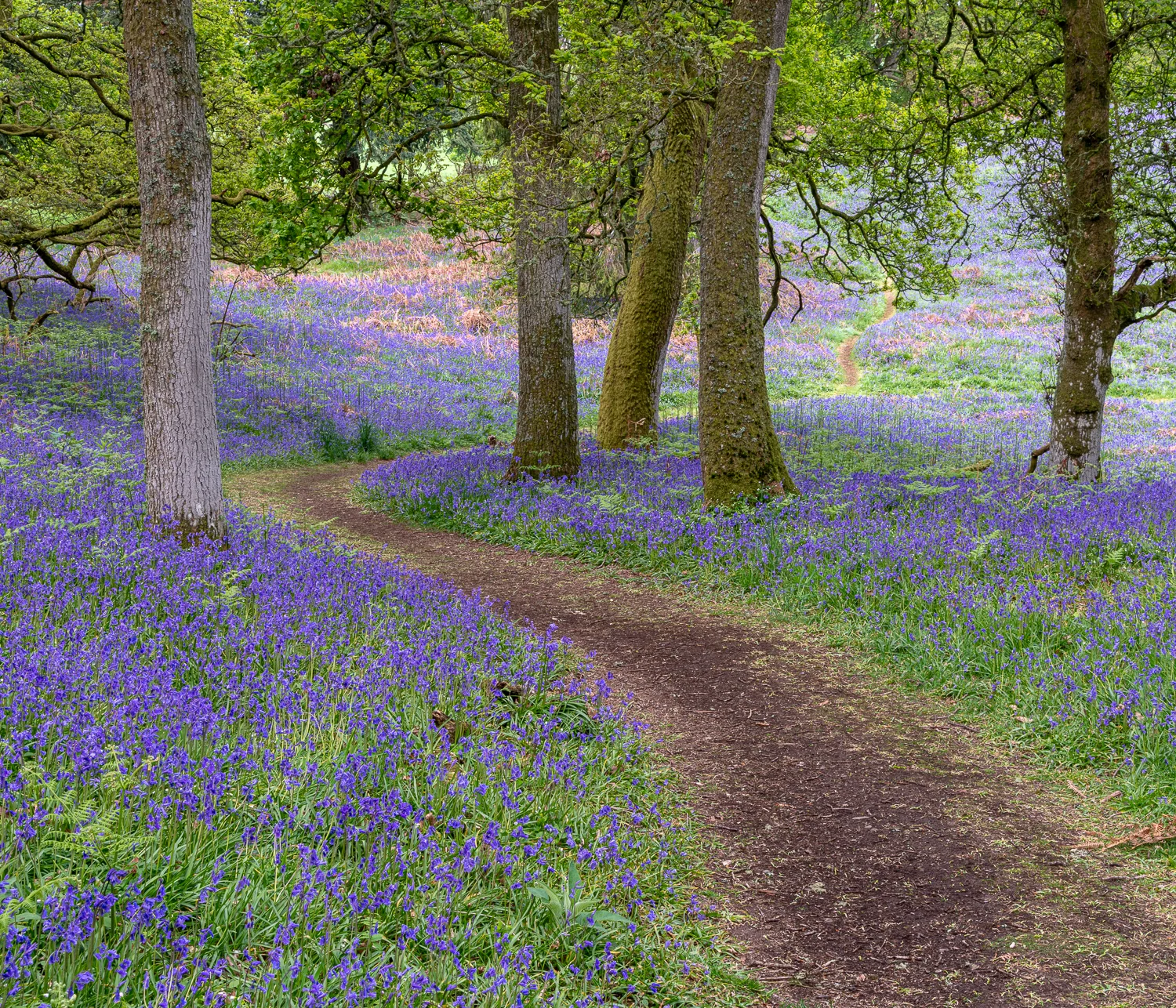 Bluebell wood, Kinclaven