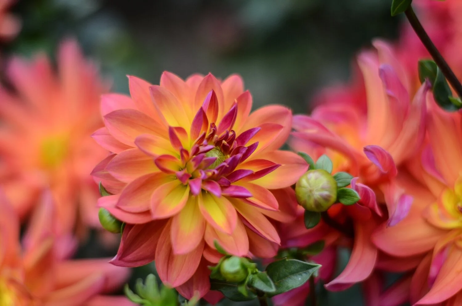 Do You Need a Life Purpose To Be Happy?