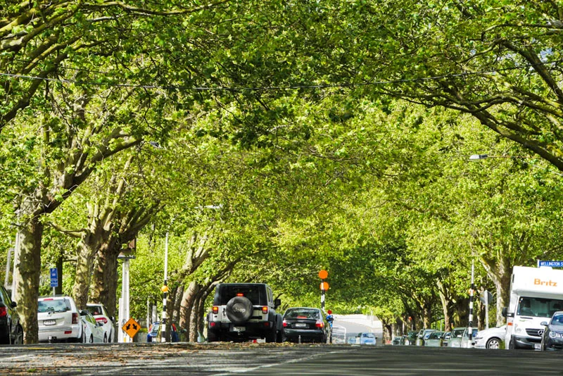 Franklin trees 2.jpg