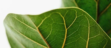 leaf-only-right.png