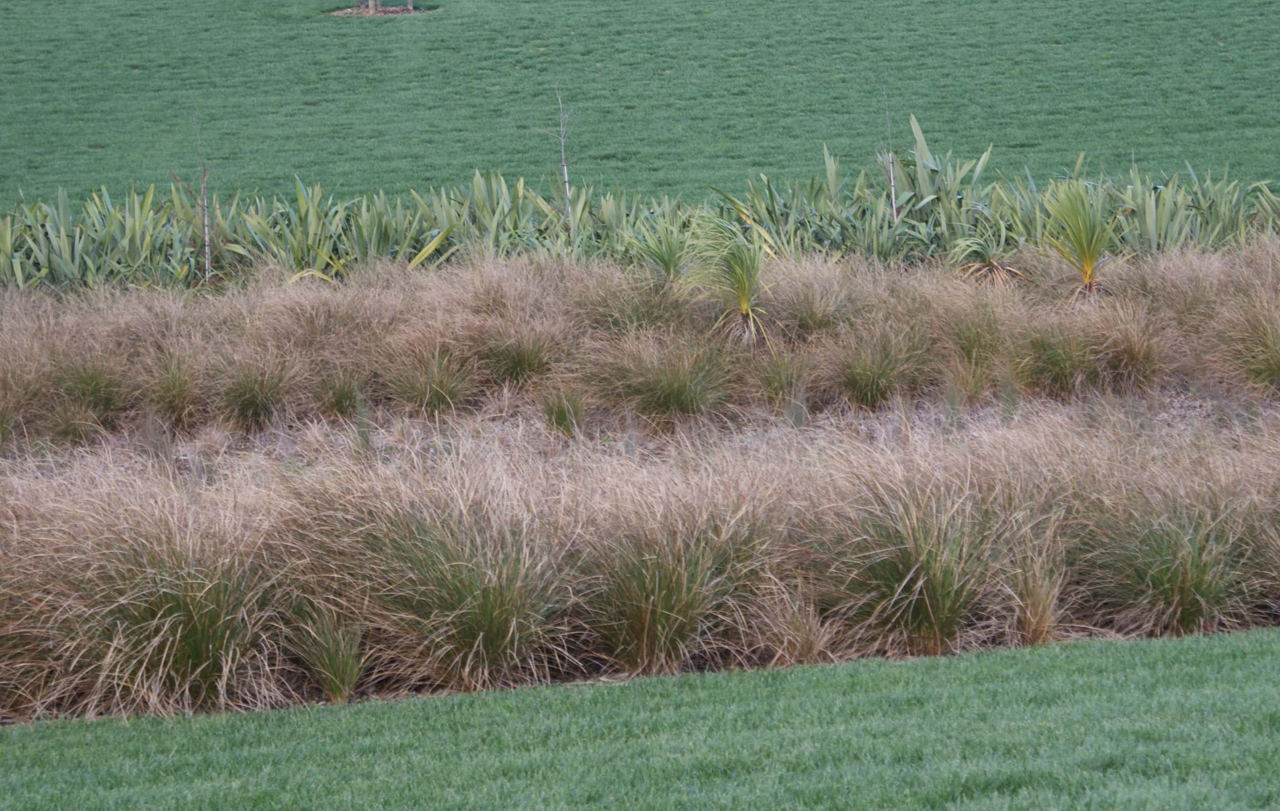 environmental design<span>park wetland planting</span>