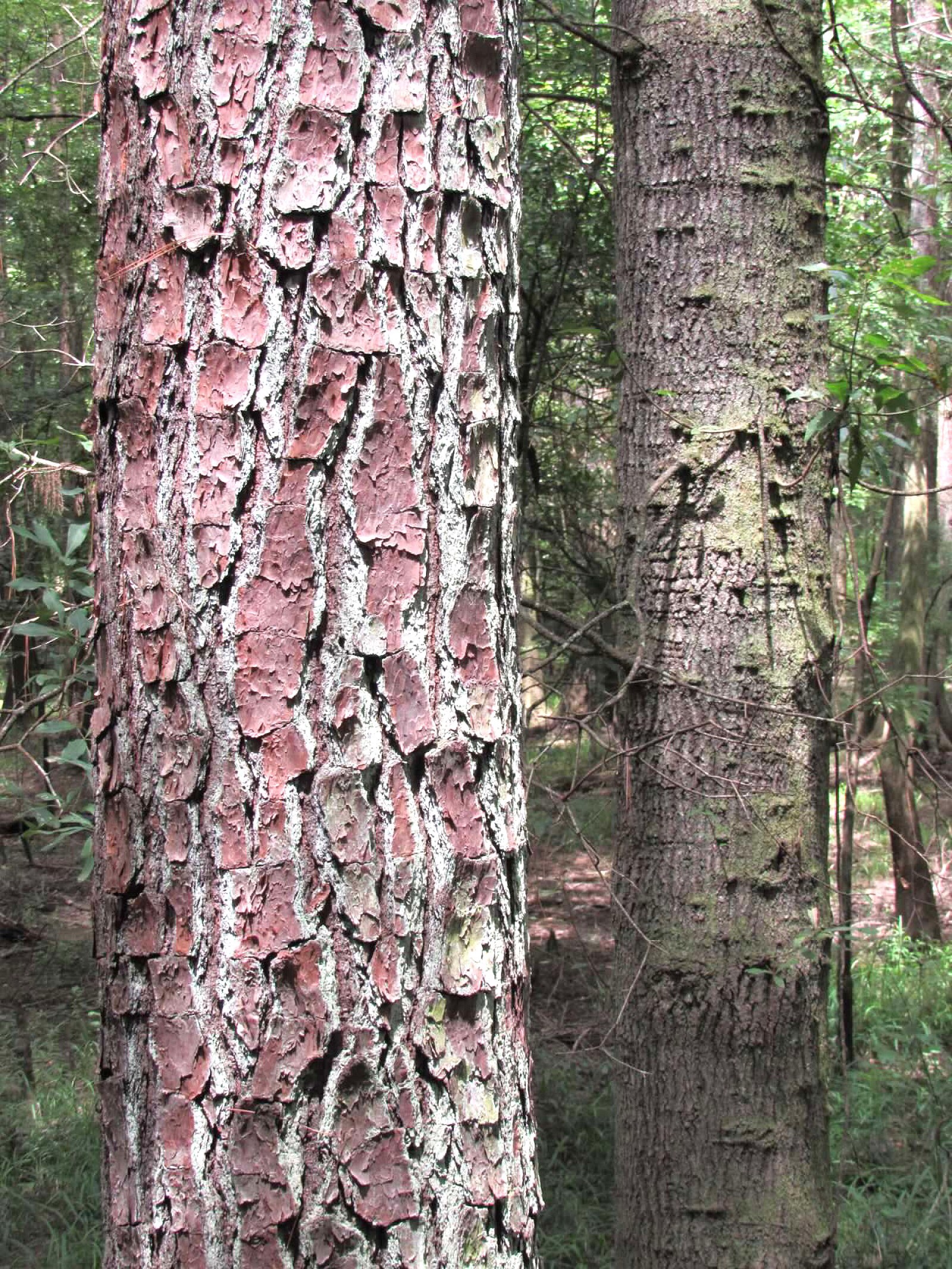 Image-8.jpg