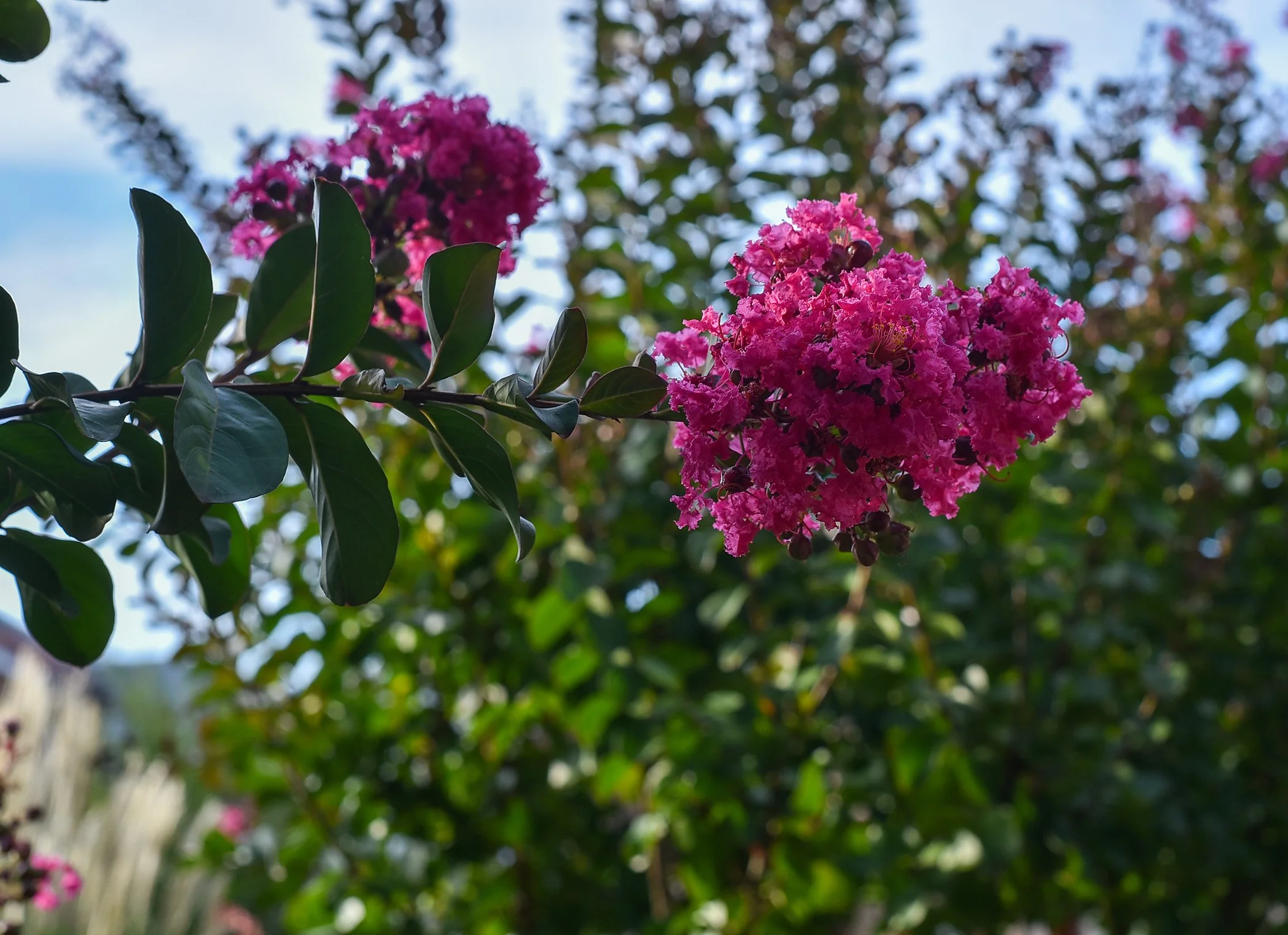 DSC_4072.JPG