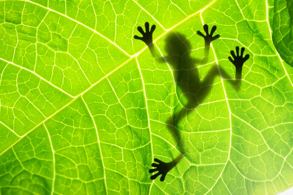 frog feet.jpg