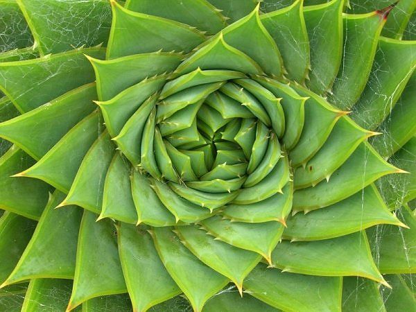 Here is the golden mean on a plant. You can see the swirl.