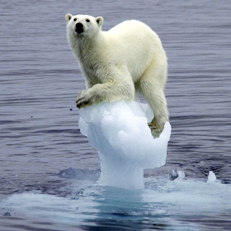 polar bear funny pictures (26).jpg