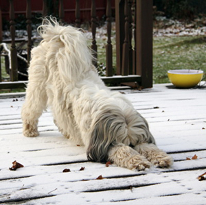 yoga-or-hibernation.jpeg