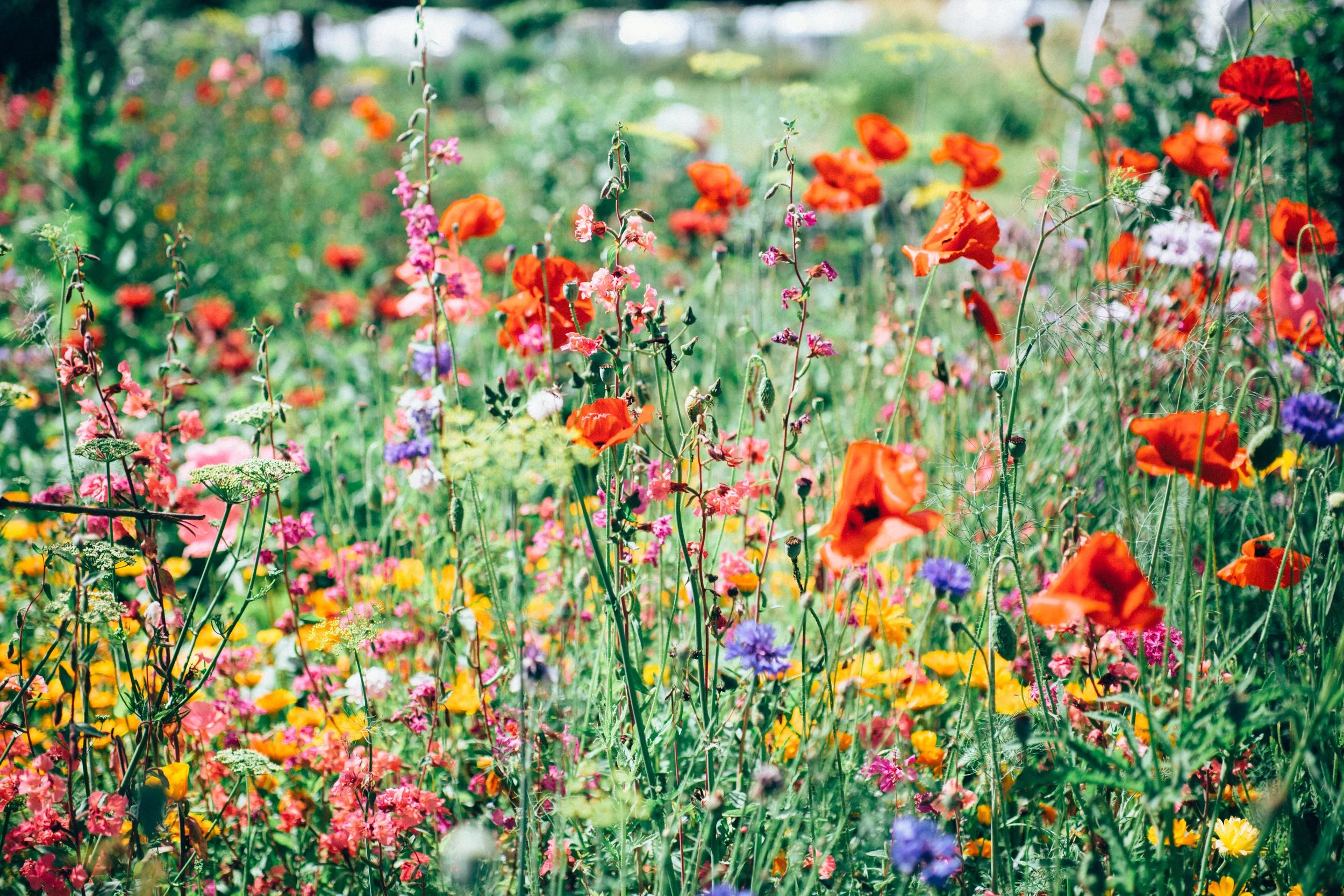 flower1.jpg