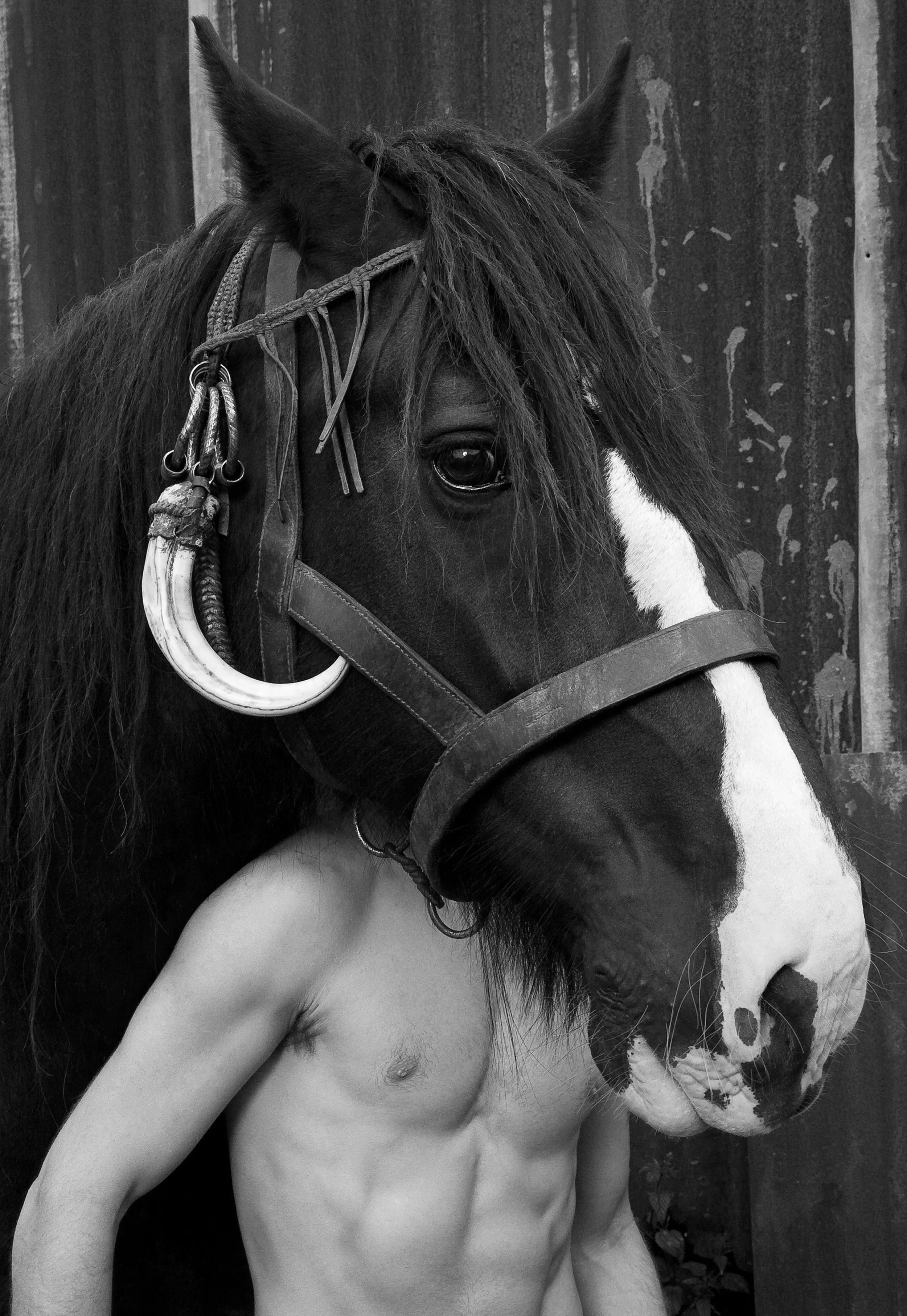 Equus.jpg