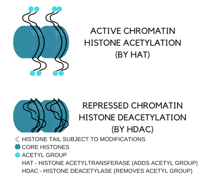 Figura 1. Como a acetilação e desacetilação das histonas podem causar a expressão ou repressão do gene
