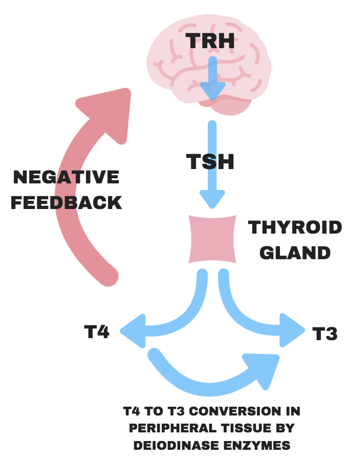 Will The Ketogenic Diet Destroy Your Thyroid Ketonutrition