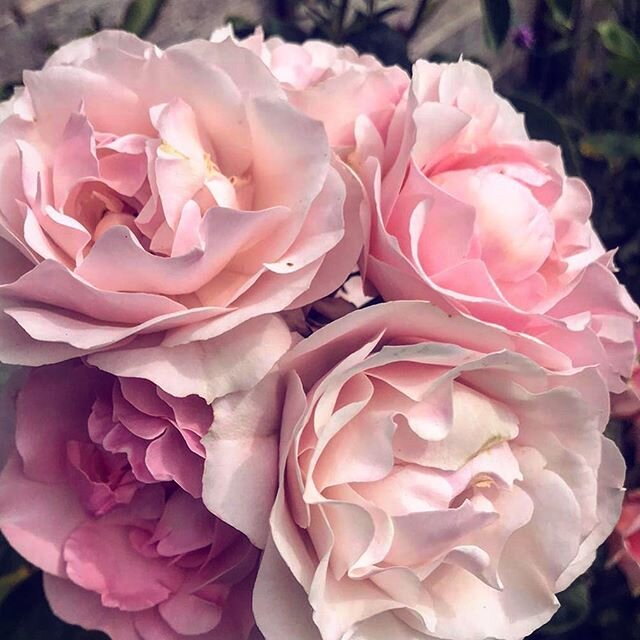 🌹Rose &lsquo;n&rsquo; Shine
There is something beautiful to be found every day. 
What&rsquo;s going to catch your eye today? 🌈
.
.
(Photo by @graciephillips56 ❤️)
.
#penelopeink #roses #maketodaygreat #findthebeauty #inspire #getupandgo #nature #st
