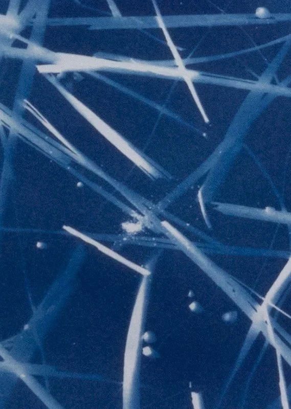 Palm fragments_A5_Pettibone det.JPG