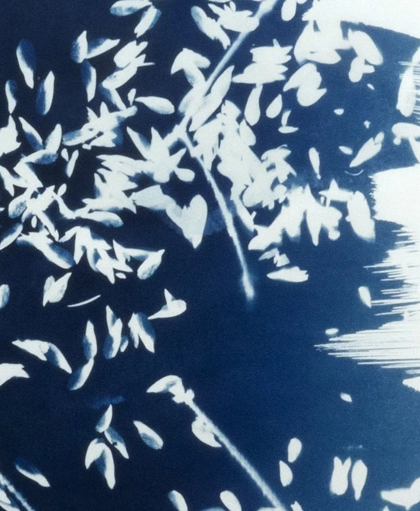 Wandering Seed_5_brA3_Pettibone det.JPG