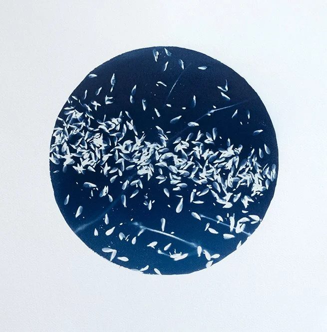 Wandering Seed_1_Pettibone Insta.JPG