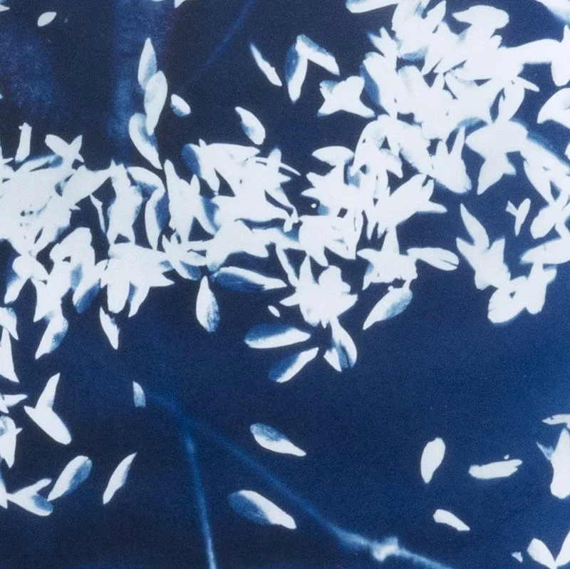 Wandering Seed_2_28x30cm_cartridge_Pettibone_det.JPG