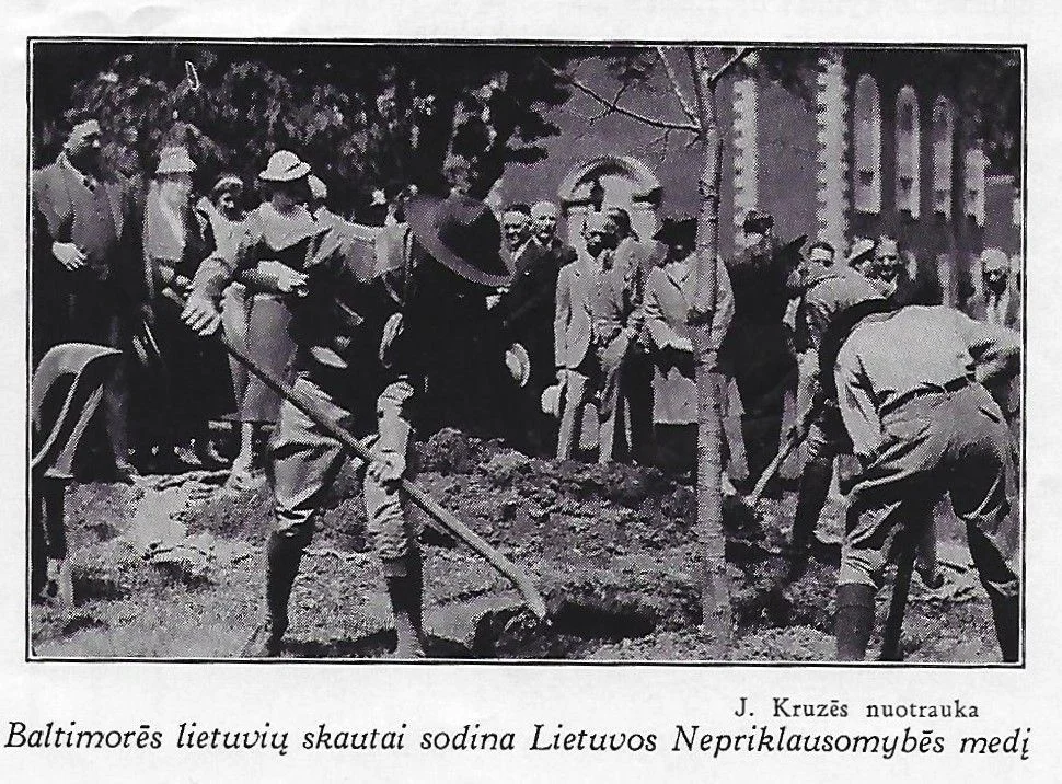 Baltimore‘s Lithuanian Scouts planting the Lithuanian Independence oak at the State House in Annapolis .