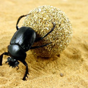 scarab and ball.jpg