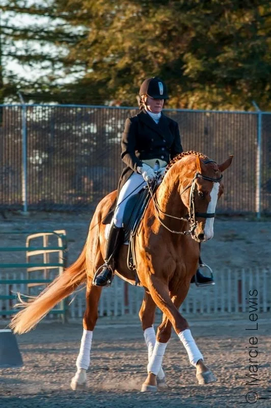 Currently erika is accepting new clients and is scheduling cavaletti clinics on location