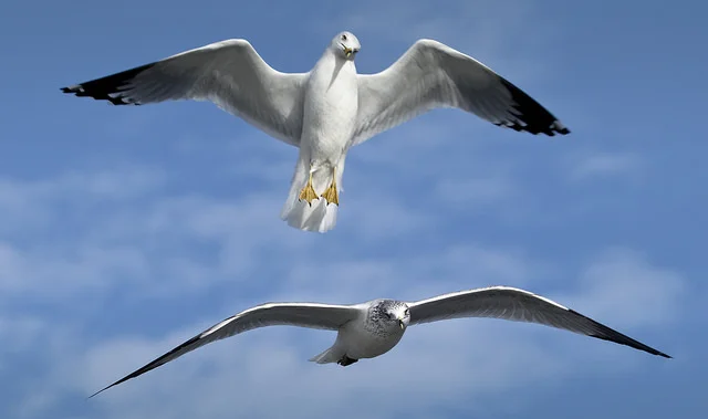 In Bloom by Jen Hahn Nielsen