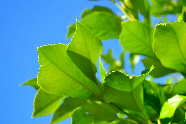 Elegy with Lemon Trees and a Vision of God by Colby Cotton