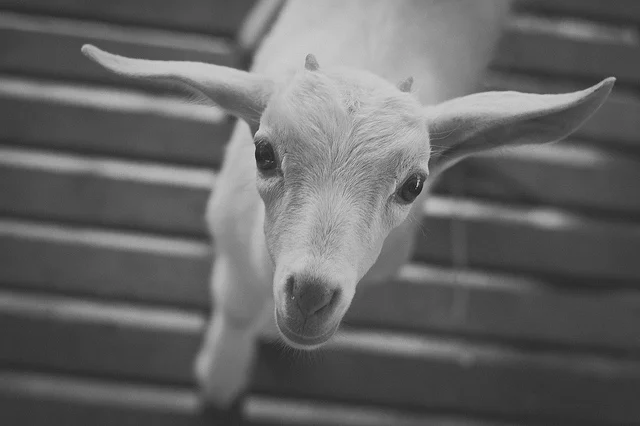 Mystery Schools by Jane-Rebecca Cannarella