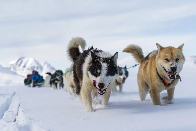 Mushing by Mary Jones