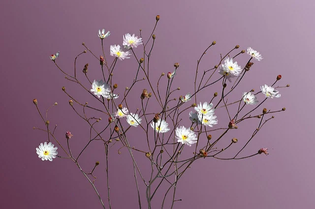 Sakura's Day by Ernie Wang