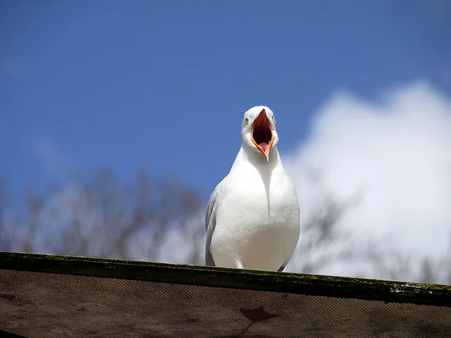 Passages North interviews Elena Passarello