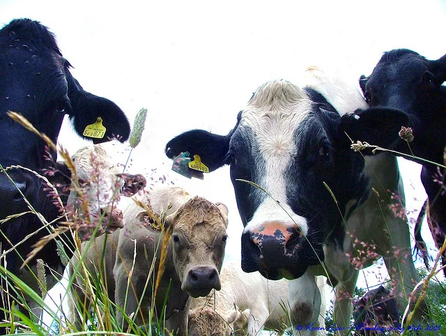 New issue, with bear.