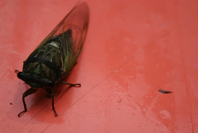 Nukegara by Yukiko Tominaga