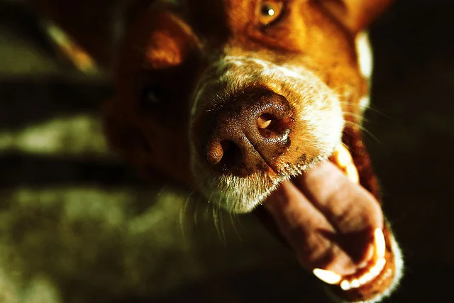 Pushcart Prize nominations!