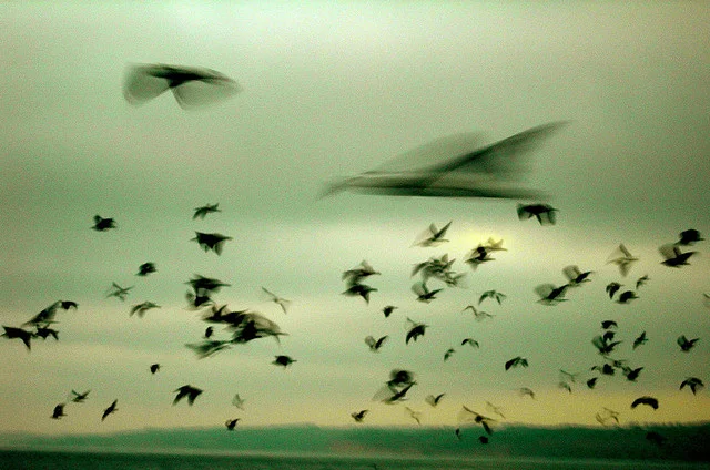 Architecture for Birds by Katrin Tschirgi