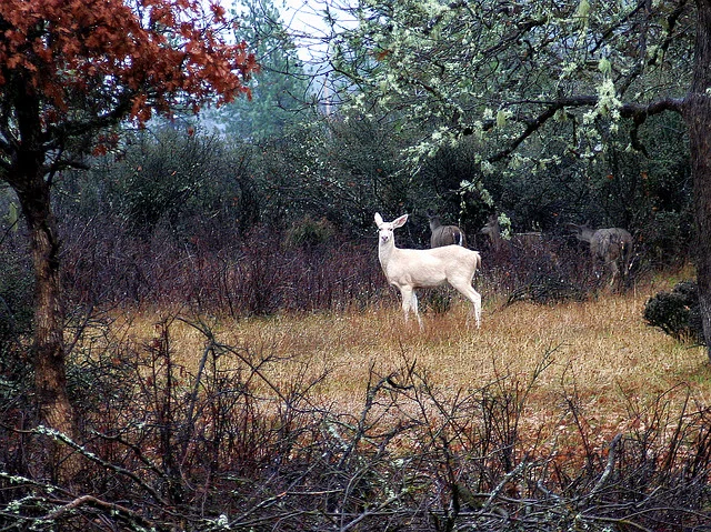 Writers on Writing #75: Molly Howes