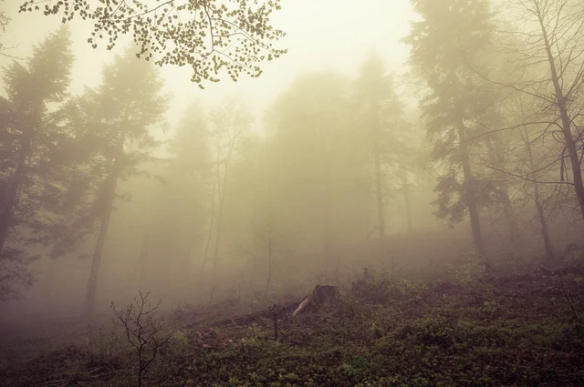 Was That the Time We Walked Through a Field or "The Most Dangerous Game"? by Anthony Varallo