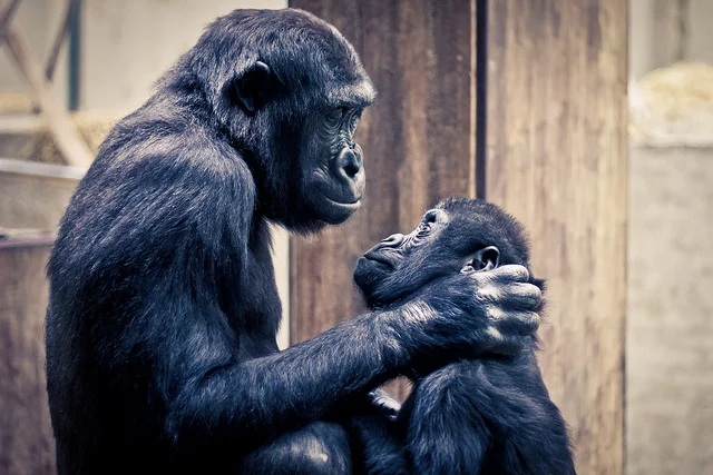 David's Heart Song by JL Bogenschneider